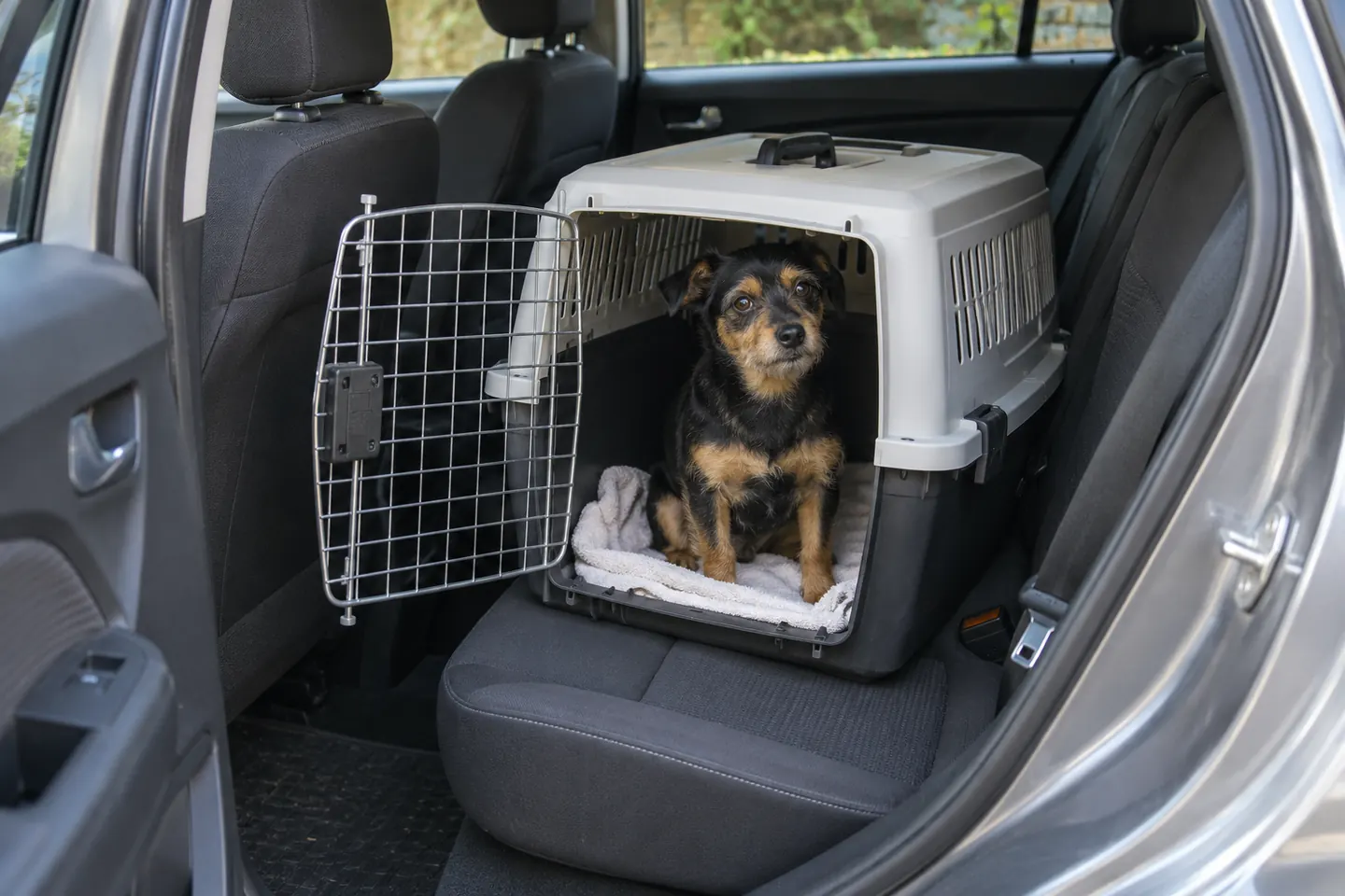 Small terrier in a travel carrier on a parked car’s rear seat