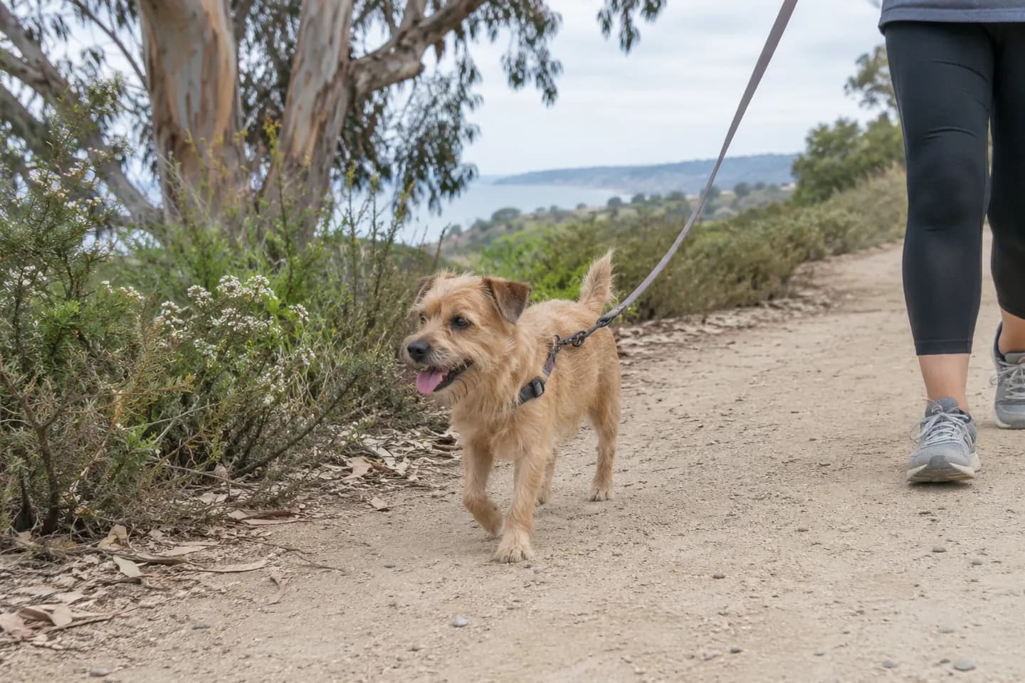 Terrier walking on a sandy path beside coastal plants